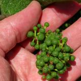 1907G 026 Junger Moselwein